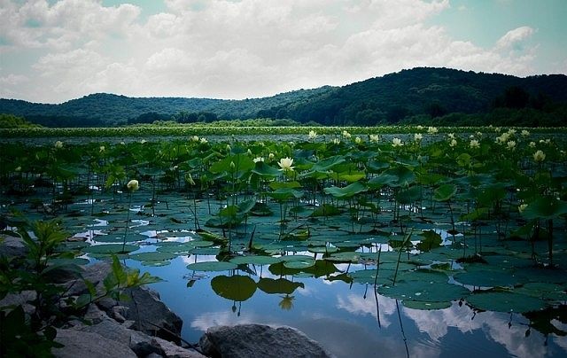 Liên Trì Dục Nguyệt