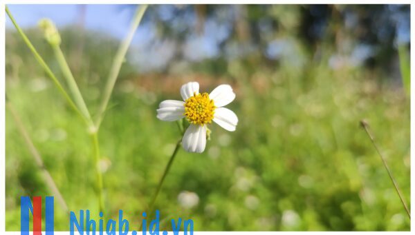 nhí gốc bàng blog