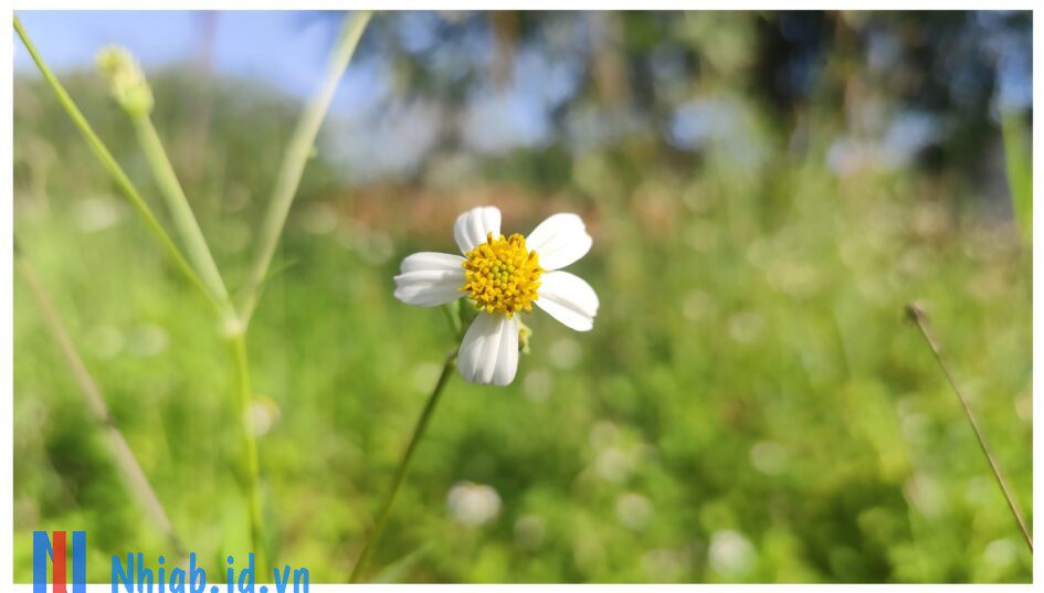 nhí gốc bàng blog