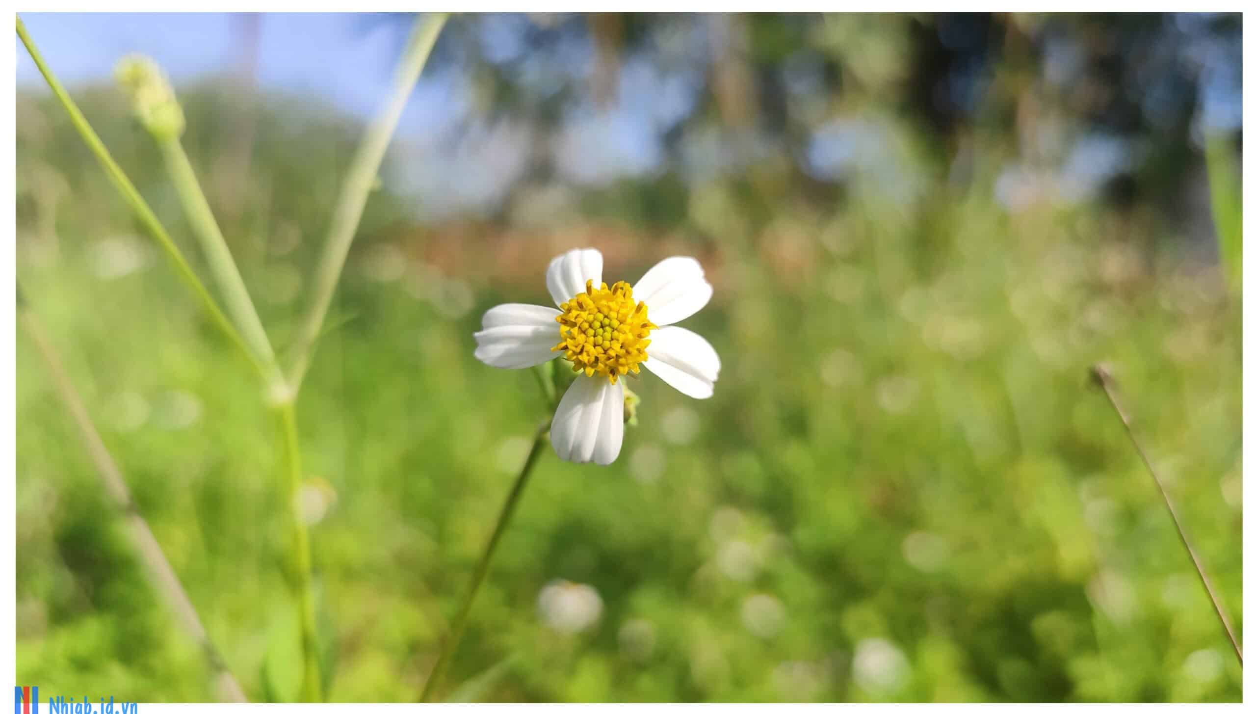 nhí gốc bàng blog